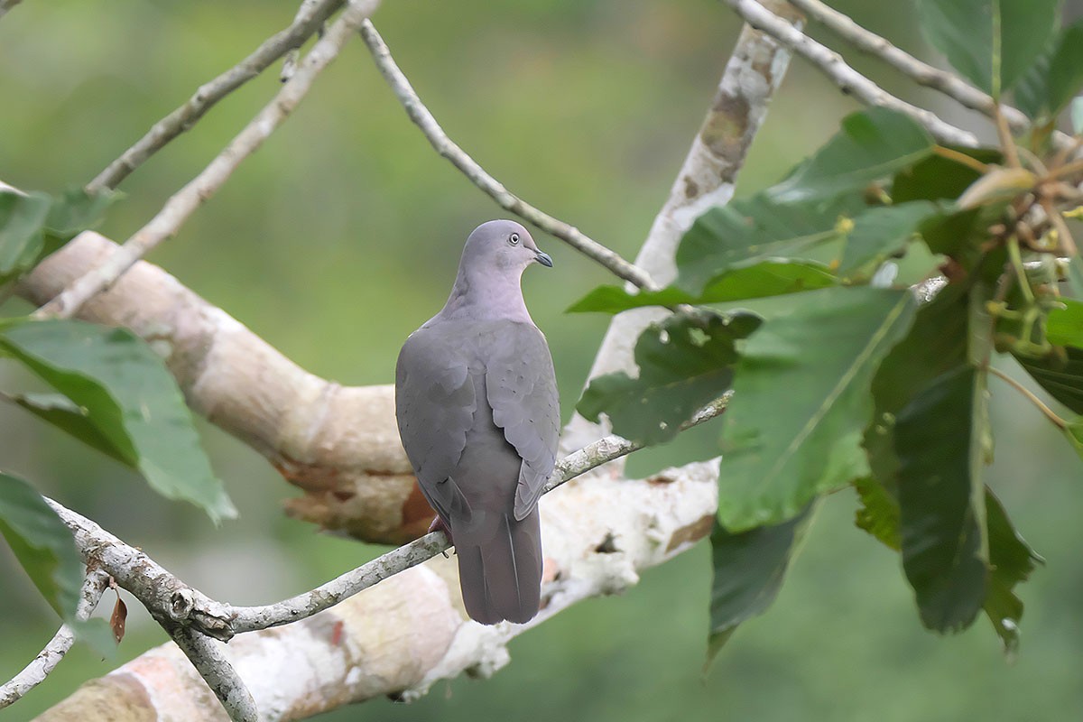 Plumbeous Pigeon - Jose Antonio Lama