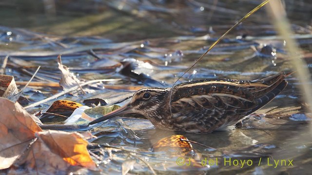 Jack Snipe - ML395335891