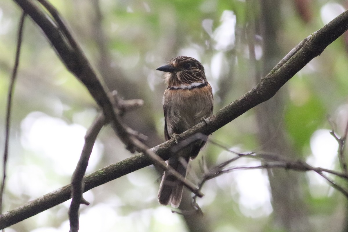 Crescent-chested Puffbird - Luiz Alberto dos Santos