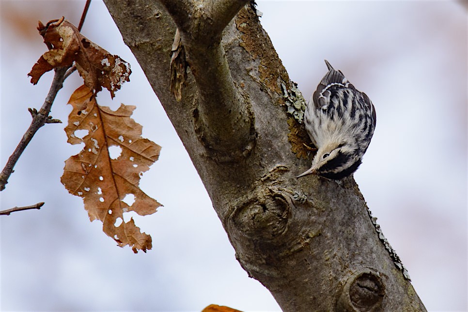 Black-and-white Warbler - ML39533741