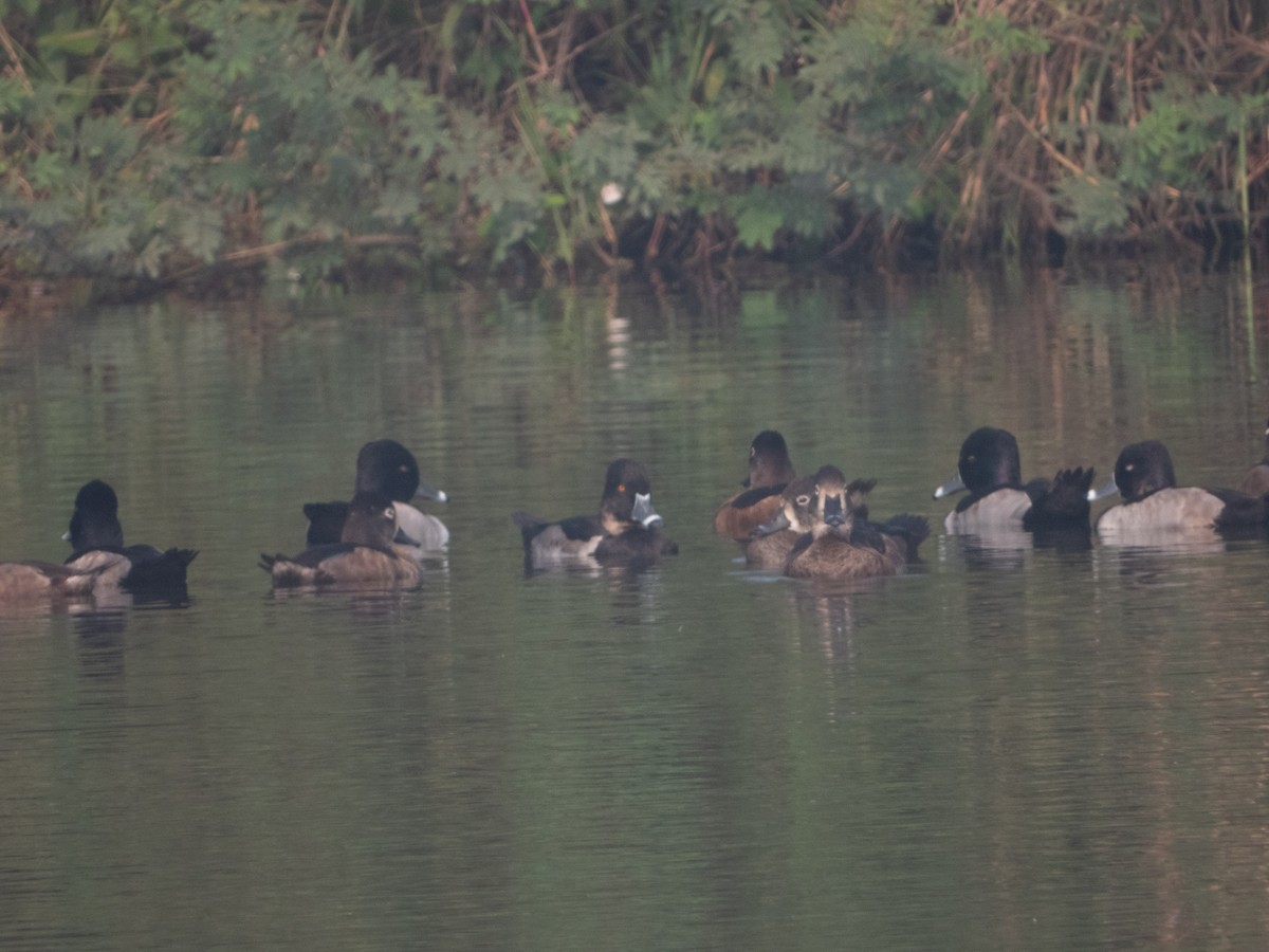 Ring-necked Duck - ML395337501