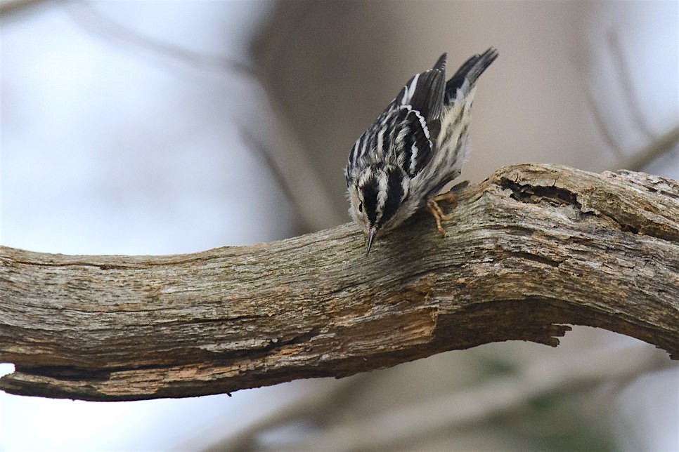 Black-and-white Warbler - Richard Stern