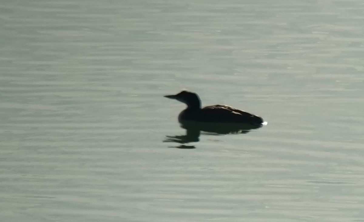 Common Loon - Juan Carlos Albero