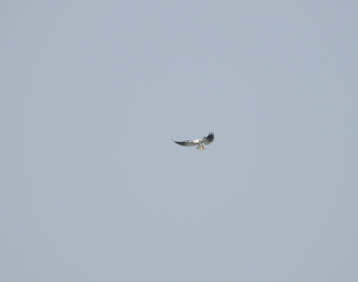 White-tailed Kite - Ivani Martínez Paredes