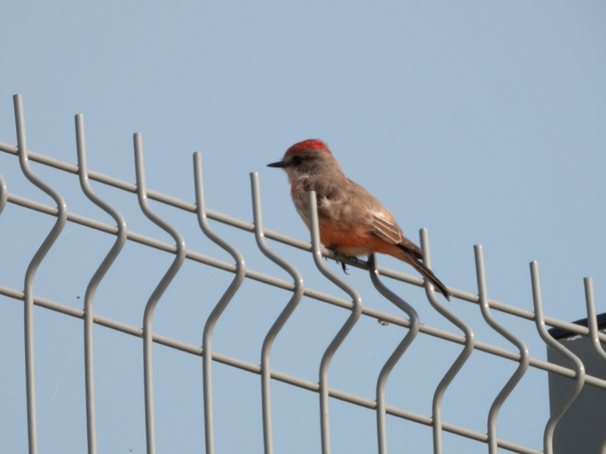 Vermilion Flycatcher - Ivani Martínez Paredes