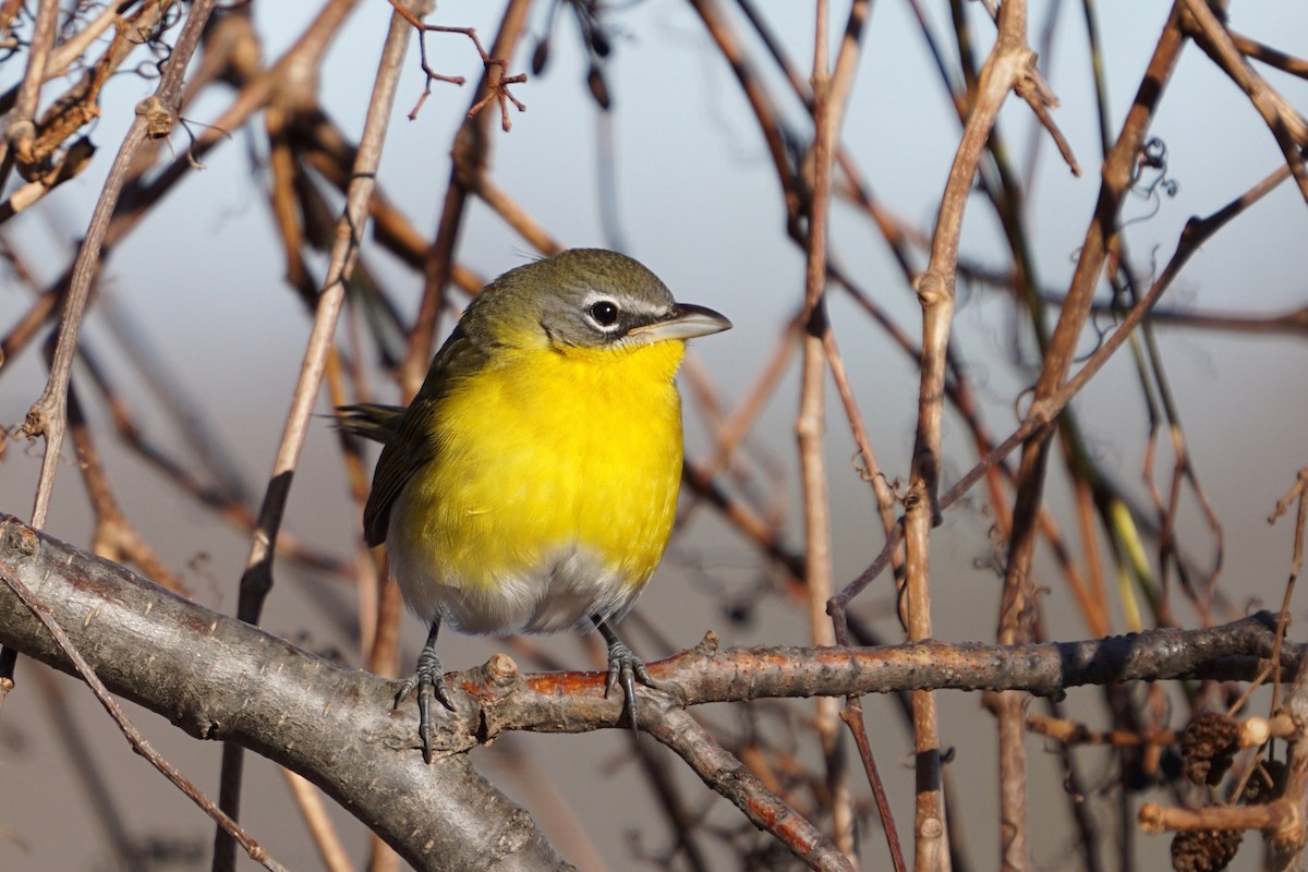 Yellow-breasted Chat - Meg Saunders