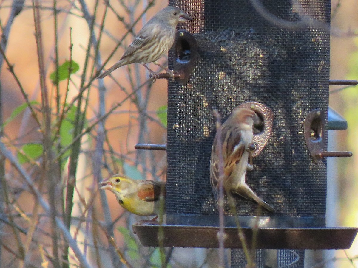 Dickcissel - ML395340211