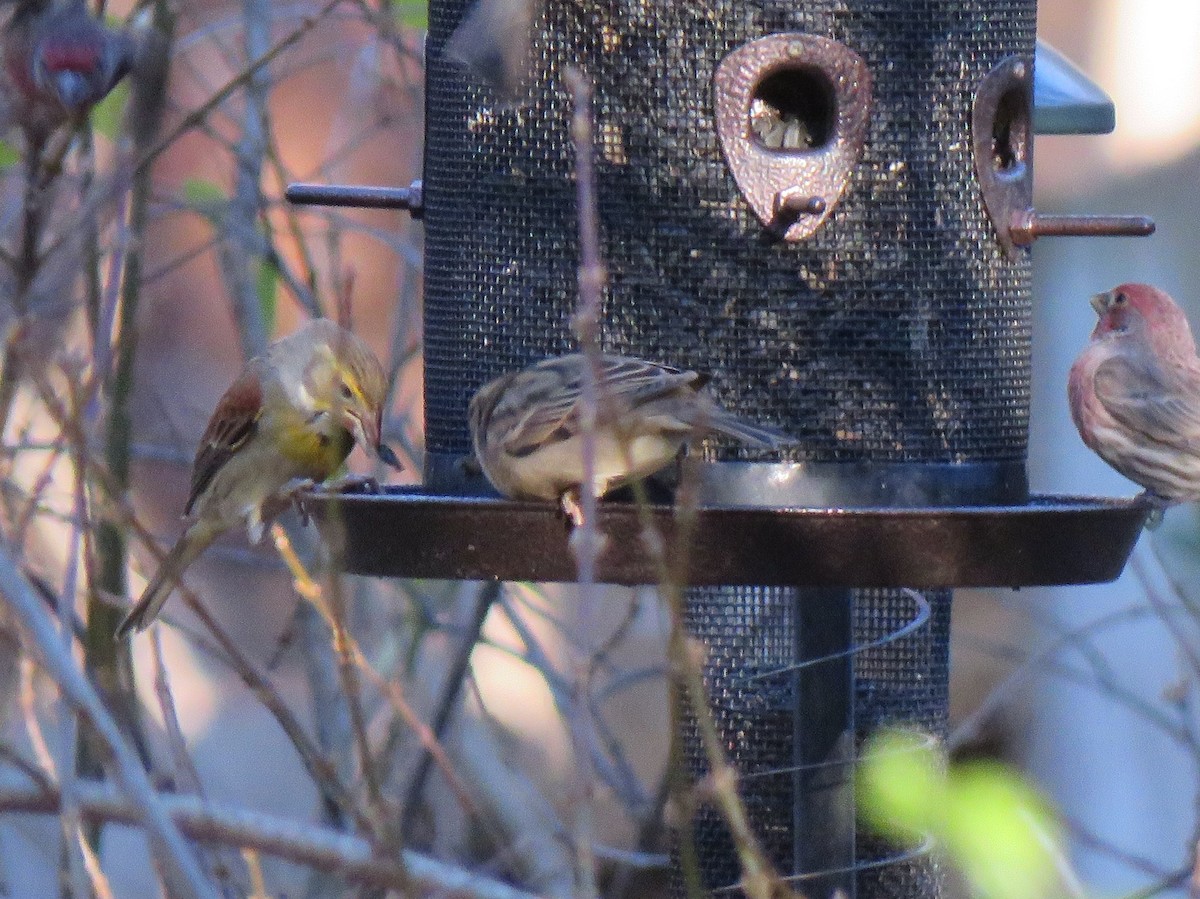 Dickcissel - ML395340221