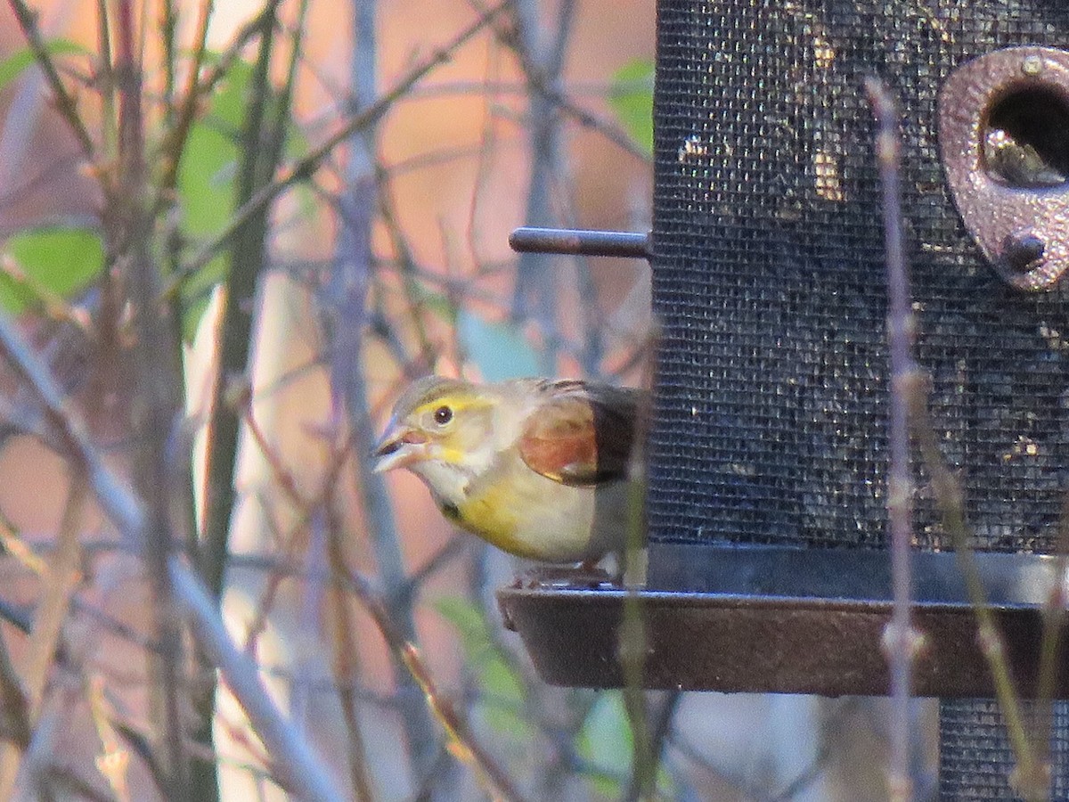 Dickcissel - ML395340231