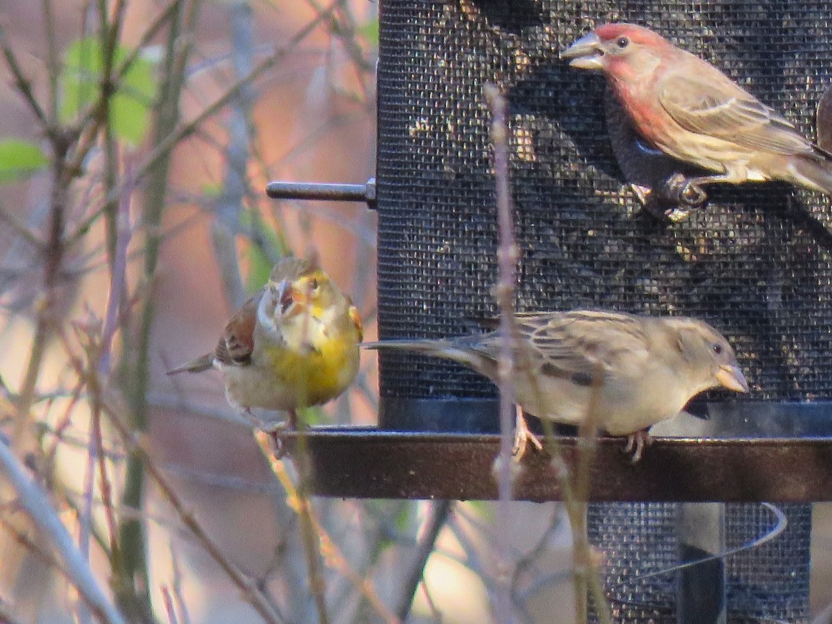 Dickcissel - ML395340241