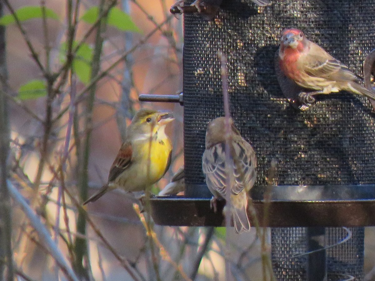 Dickcissel - ML395340251