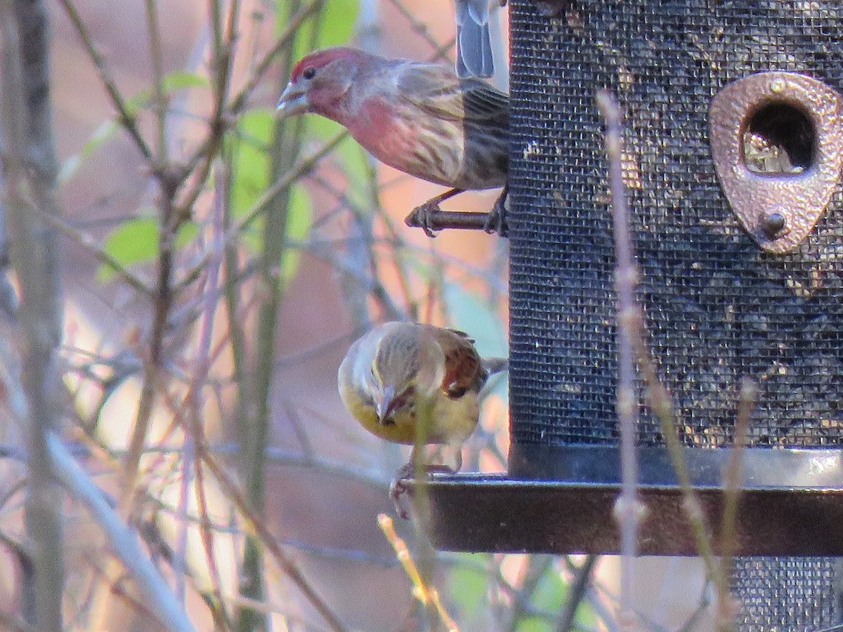 Dickcissel - ML395340261