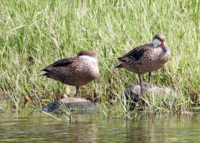 White-cheeked Pintail - ML395341191