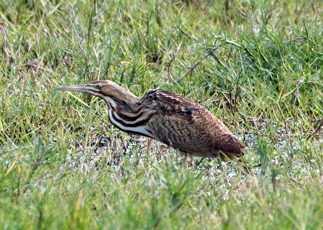 American Bittern - ML395341201