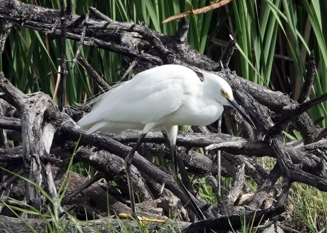 Snowy Egret - ML395341231