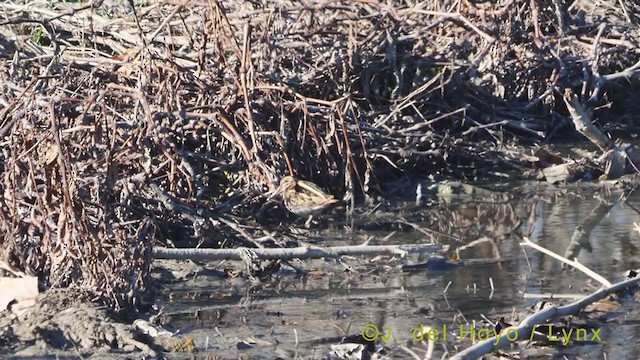 Jack Snipe - ML395341731