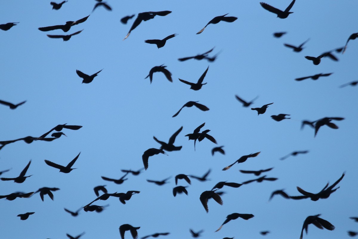 Common Grackle - ML395342451