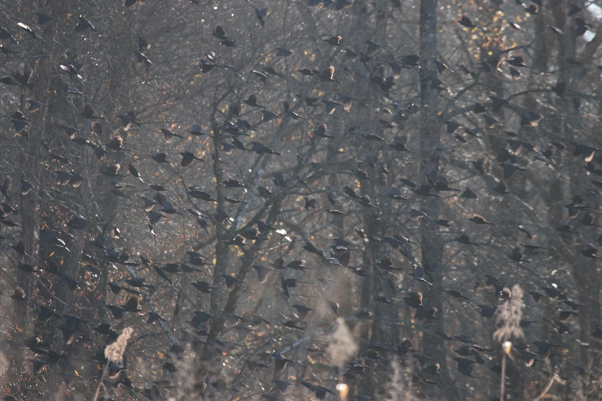 Common Grackle - ML395342471