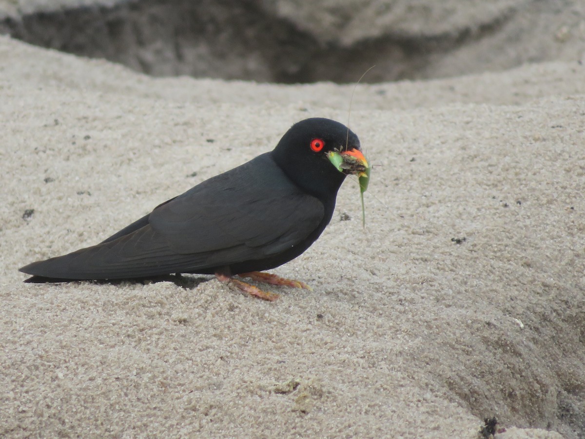 African River Martin - ML395343071