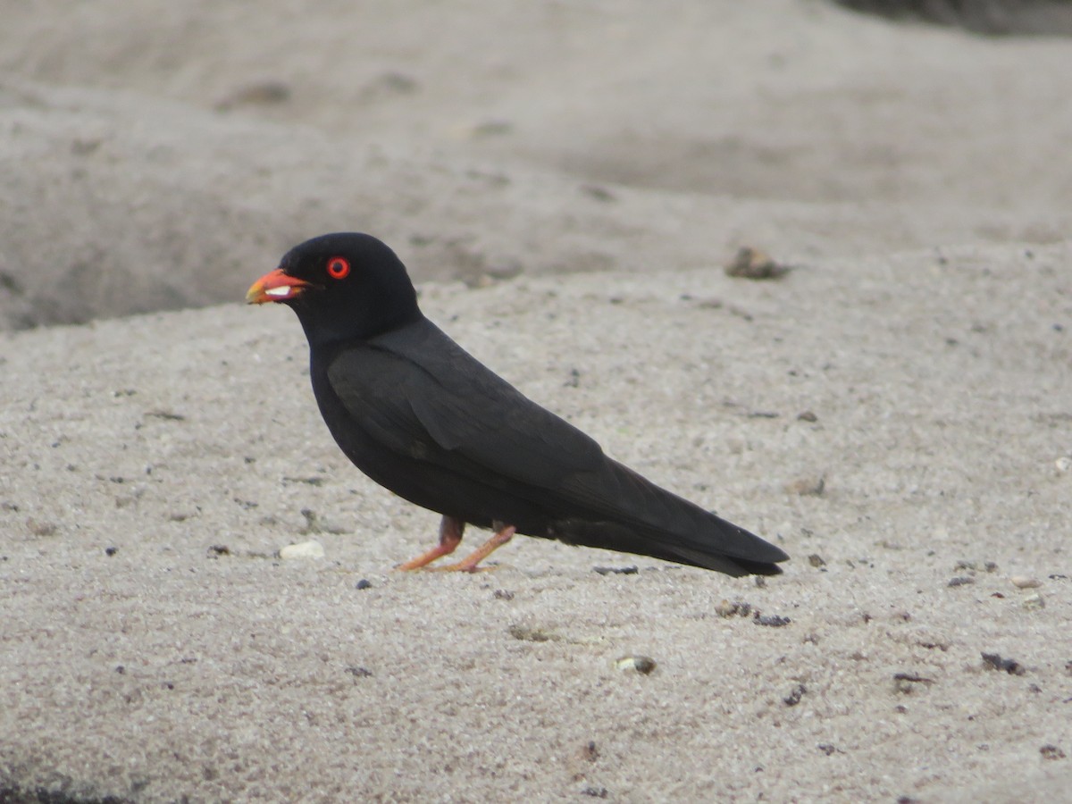 African River Martin - Alexis Lamek