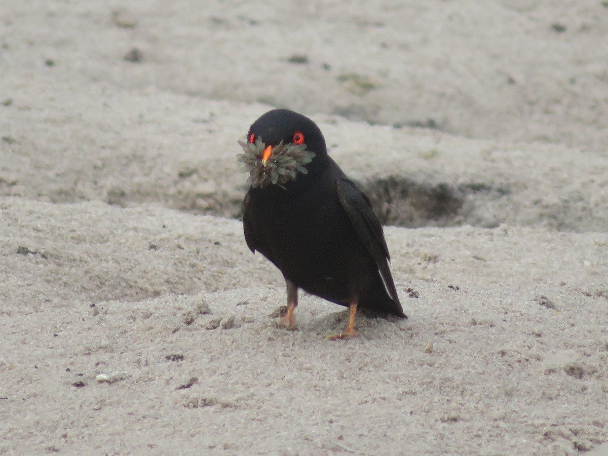 African River Martin - ML395343491