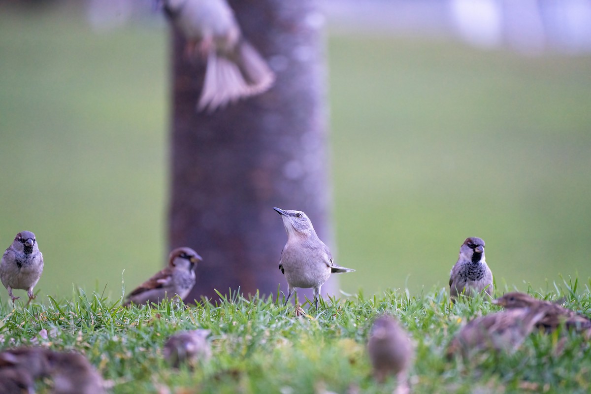 Northern Mockingbird - ML395343531