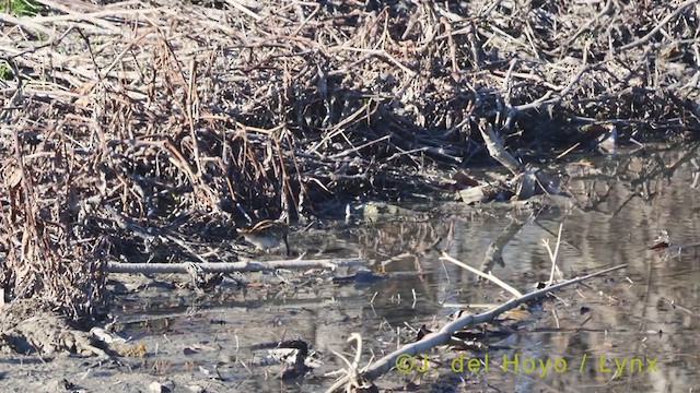 Jack Snipe - ML395344041