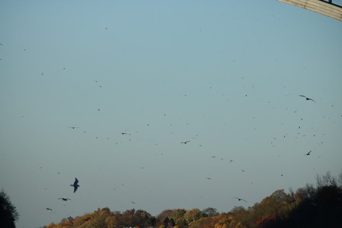 Turkey Vulture - ML39534421