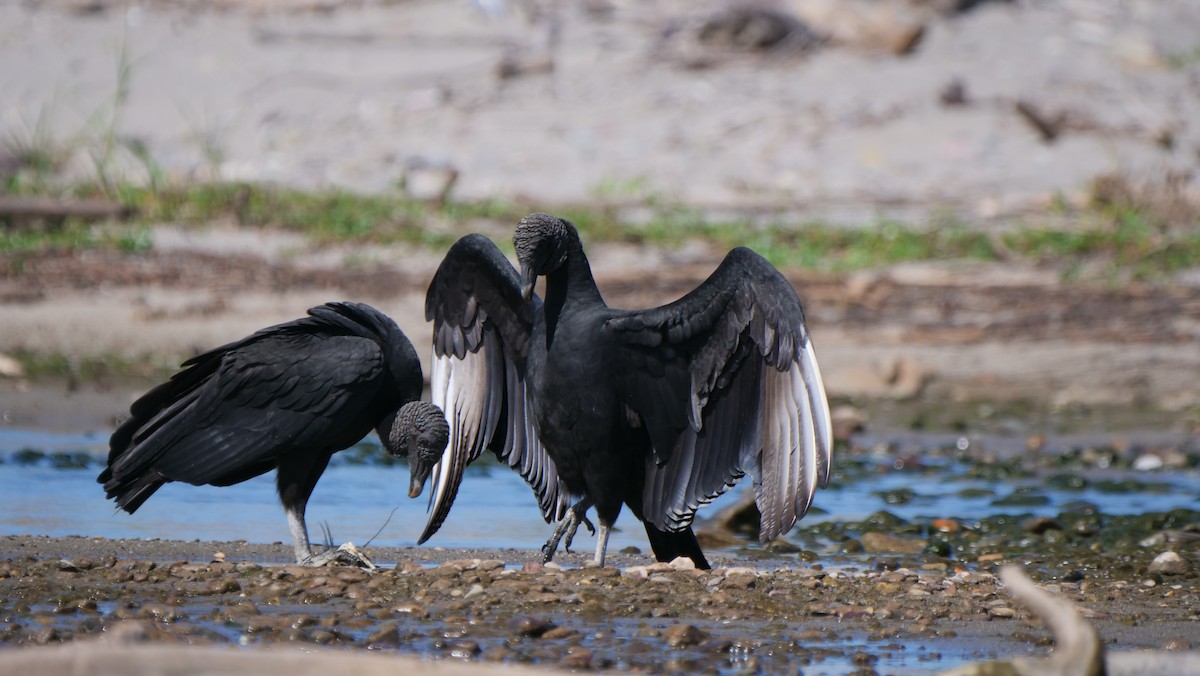 Black Vulture - Mike Grant