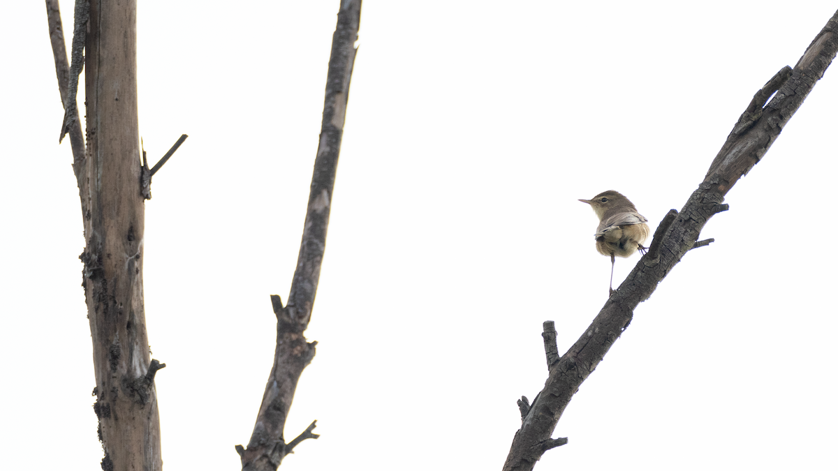 Booted Warbler - ML395345181