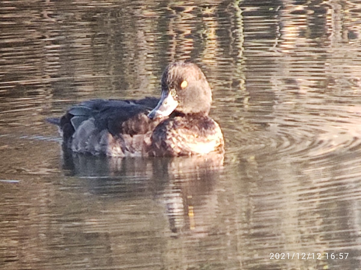 Tufted Duck - garcia de los rios loshuertos