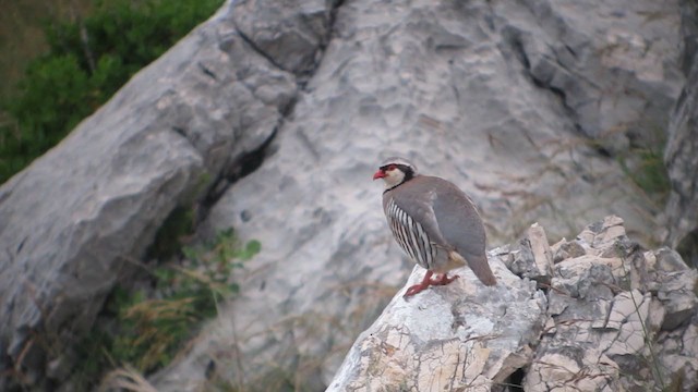 Rock Partridge - ML395345941