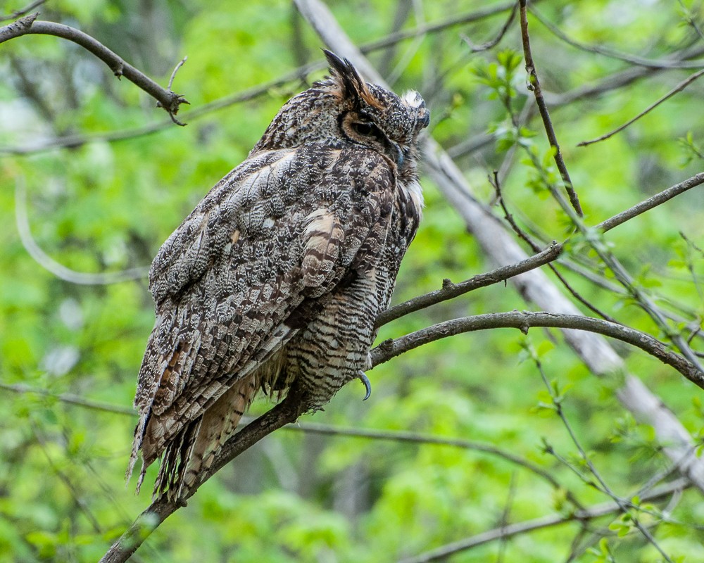 Great Horned Owl - ML395346631