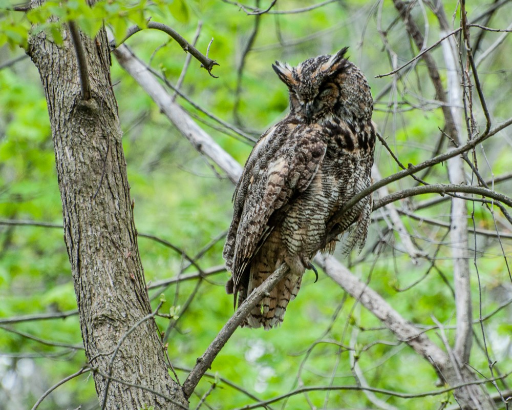 Great Horned Owl - ML395346651