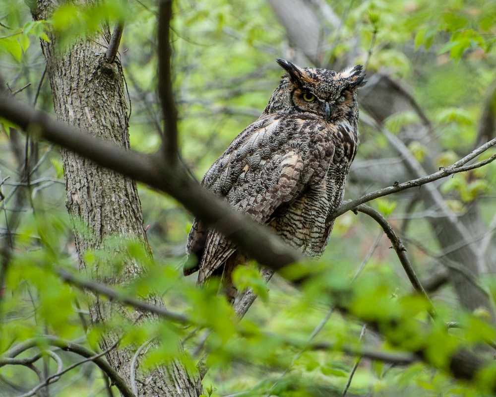 Great Horned Owl - ML395346661