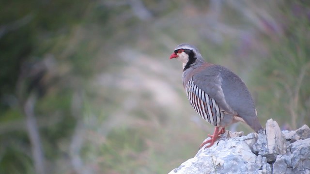 Rock Partridge - ML395347111