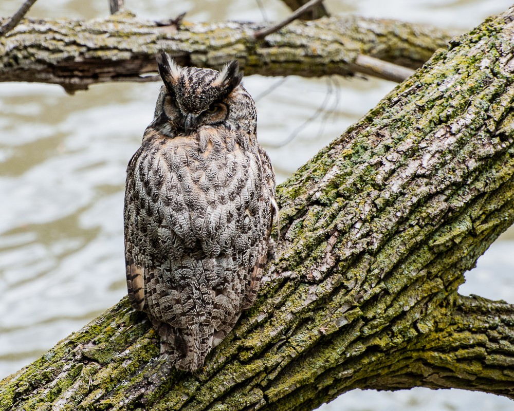 Great Horned Owl - ML395347181