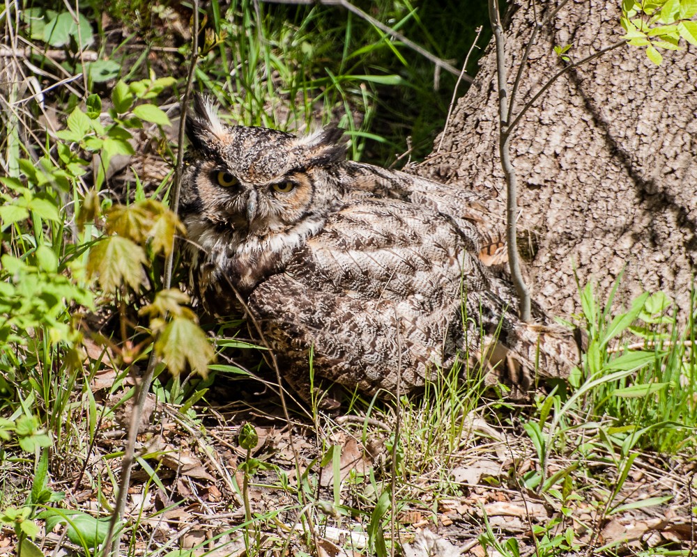 Great Horned Owl - ML395347211