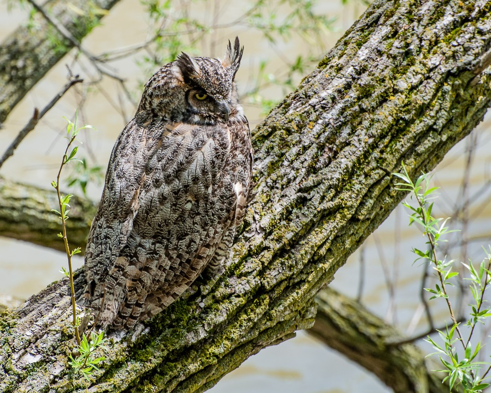 Great Horned Owl - ML395347231