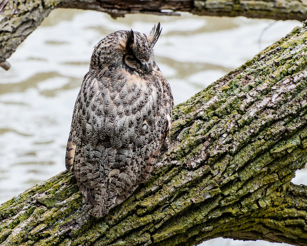 Great Horned Owl - ML395347251