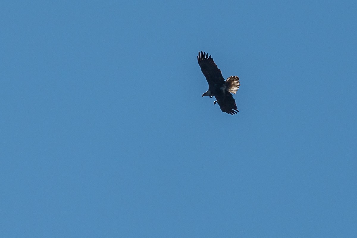 Bald Eagle - ML395348381