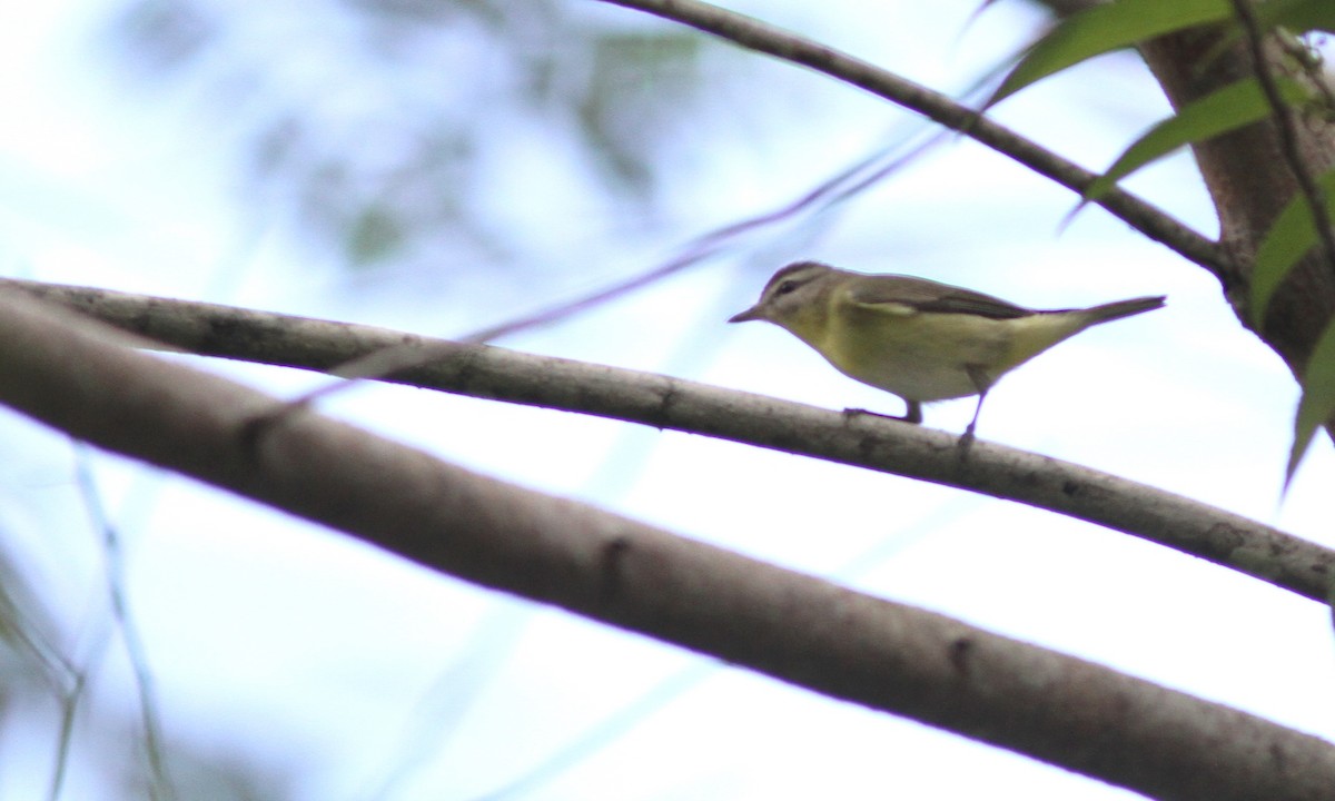 Vireo de Filadelfia - ML39535321