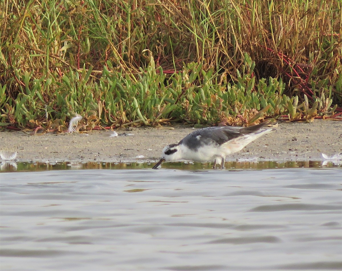 Phalarope à bec large - ML395354671