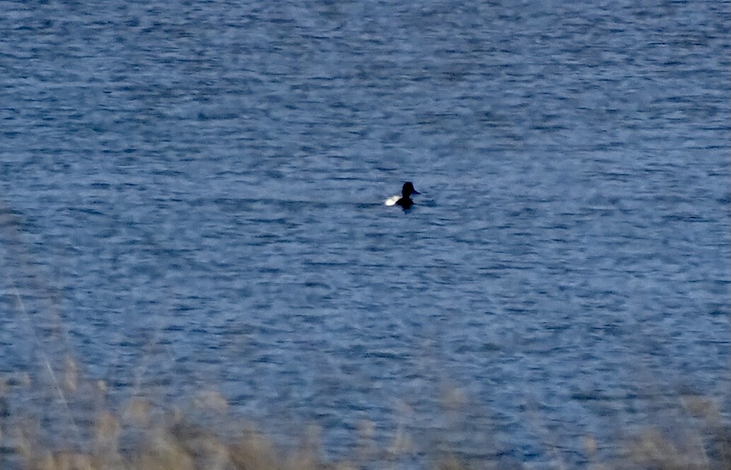 Lesser Scaup - ML395354871
