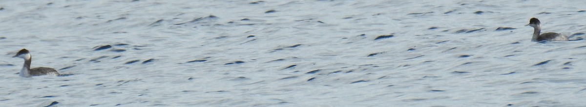 Eared Grebe - ML39535491