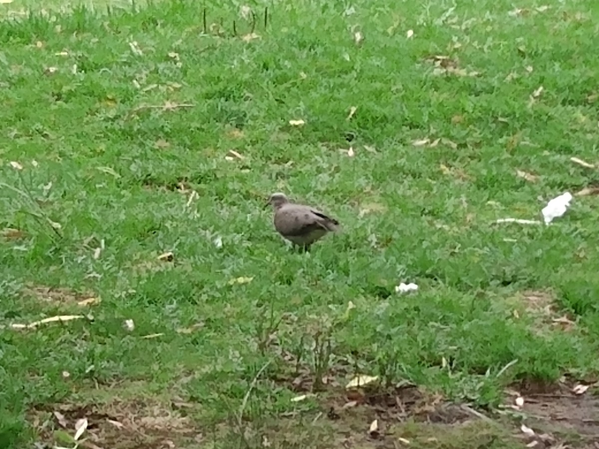 Eared Dove - ML395357471