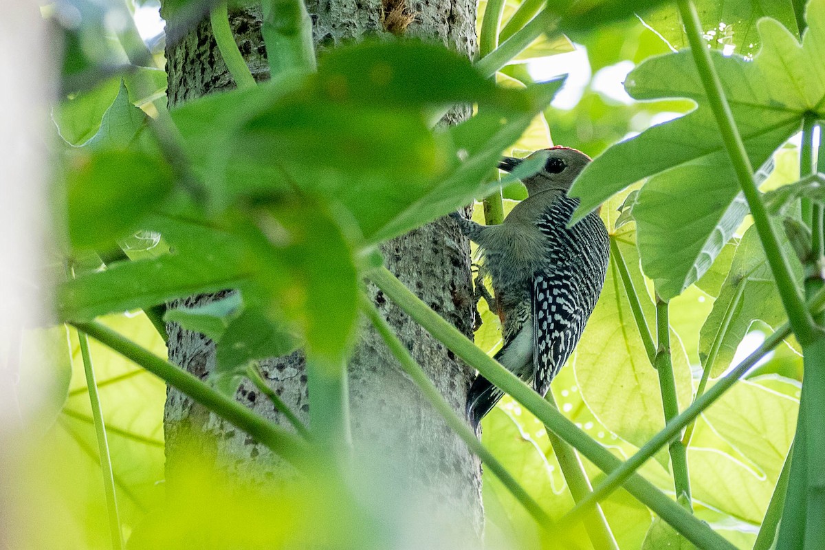 Yucatan Woodpecker - ML395358381