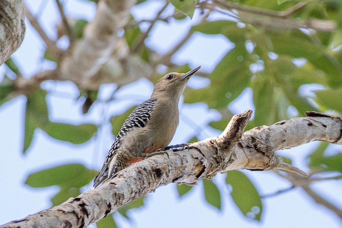 Yucatan Woodpecker - ML395358521