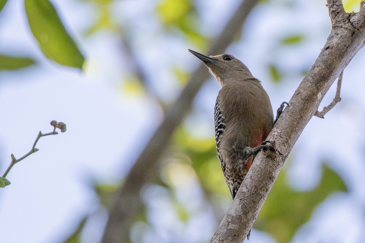 Yucatan Woodpecker - ML395358551