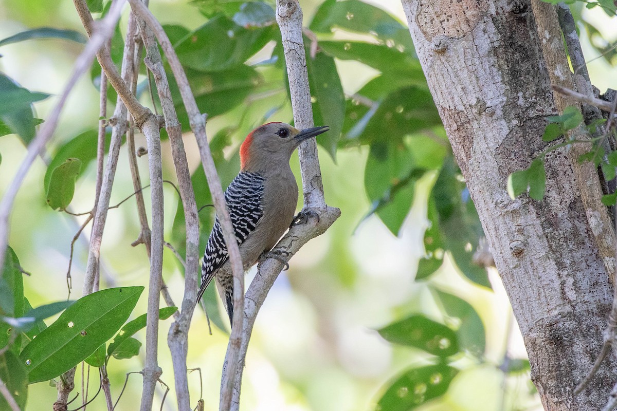 Yucatan Woodpecker - ML395358661